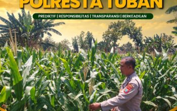 Polsek Tuban Pantau Perkembangan Tanaman Jagung, Dukung Ketahanan Pangan Nasional