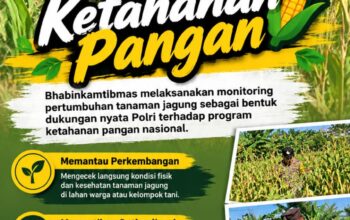 Mendukung Program Ketahanan Pangan, Bhabinkamtibmas Monitoring Pertumbuhan Jagung