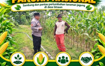 “DUKUNG PROGRAM KETAHANAN PANGAN, BHABINKAMTIBMAS PANTAU PERTUMBUHAN JAGUNG DI DESA BINAAN”