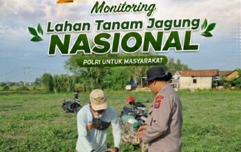 Perkuat Ketahanan Pangan, Bhabinkamtibmas Polsek Bancar Monitoring Lahan Tanam Jagung di Desa Cingklung