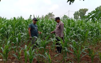 Dukung Asta Cita Presiden, Polsek Tambakboyo Cek Lahan Jagung Warga untuk Ketahanan Pangan
