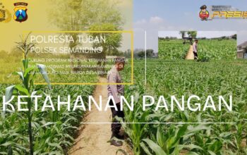 Polri Dukung Astacita, Polsek Semanding Polresta Tuban Turun Cek Tanaman jagung milik Warga di Desa Ngino